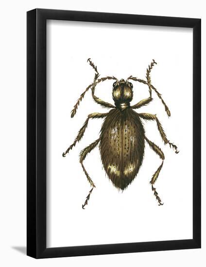 Spider Beetle Insect, Family Ptinidae, Suborder Polyphaga-Encyclopaedia Britannica-Framed Poster