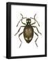 Spider Beetle Insect, Family Ptinidae, Suborder Polyphaga-Encyclopaedia Britannica-Framed Poster