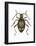 Spider Beetle Insect, Family Ptinidae, Suborder Polyphaga-Encyclopaedia Britannica-Framed Poster