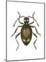 Spider Beetle Insect, Family Ptinidae, Suborder Polyphaga-Encyclopaedia Britannica-Mounted Poster