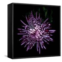 Spider Chrysanthemum 2-Magda Indigo-Framed Stretched Canvas