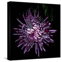 Spider Chrysanthemum 2-Magda Indigo-Stretched Canvas