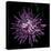 Spider Chrysanthemum 2-Magda Indigo-Stretched Canvas