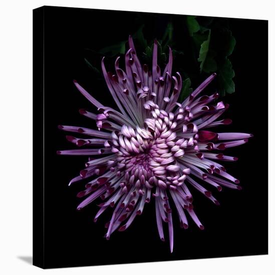 Spider Chrysanthemum 2-Magda Indigo-Stretched Canvas