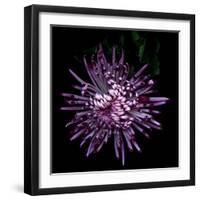 Spider Chrysanthemum 2-Magda Indigo-Framed Photographic Print