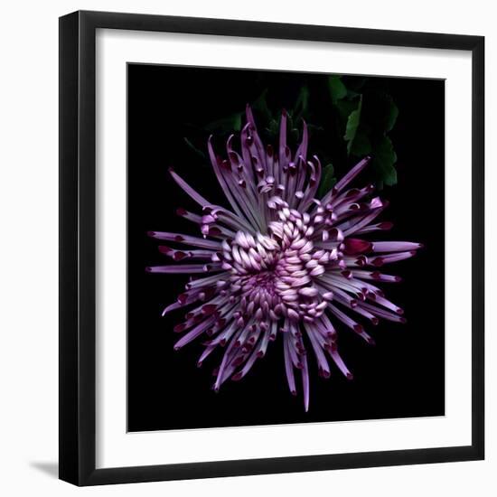 Spider Chrysanthemum 2-Magda Indigo-Framed Photographic Print