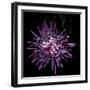 Spider Chrysanthemum 2-Magda Indigo-Framed Photographic Print