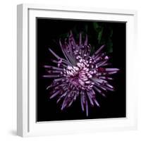 Spider Chrysanthemum 2-Magda Indigo-Framed Photographic Print