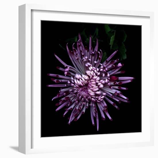 Spider Chrysanthemum 2-Magda Indigo-Framed Photographic Print