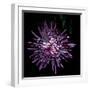 Spider Chrysanthemum 2-Magda Indigo-Framed Photographic Print