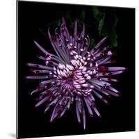 Spider Chrysanthemum 2-Magda Indigo-Mounted Photographic Print