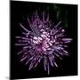 Spider Chrysanthemum 2-Magda Indigo-Mounted Photographic Print