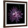 Spider Chrysanthemum 2-Magda Indigo-Framed Photographic Print