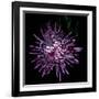 Spider Chrysanthemum 2-Magda Indigo-Framed Photographic Print