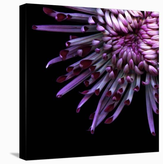 Spider Chrysanthemum-Magda Indigo-Stretched Canvas