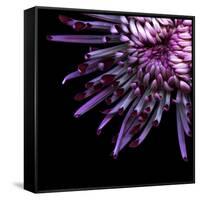 Spider Chrysanthemum-Magda Indigo-Framed Stretched Canvas