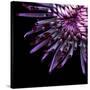 Spider Chrysanthemum-Magda Indigo-Stretched Canvas