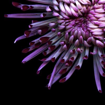 ‘Spider Chrysanthemum’ Photographic Print - Magda Indigo | AllPosters.com