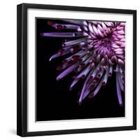 Spider Chrysanthemum-Magda Indigo-Framed Photographic Print