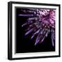 Spider Chrysanthemum-Magda Indigo-Framed Photographic Print