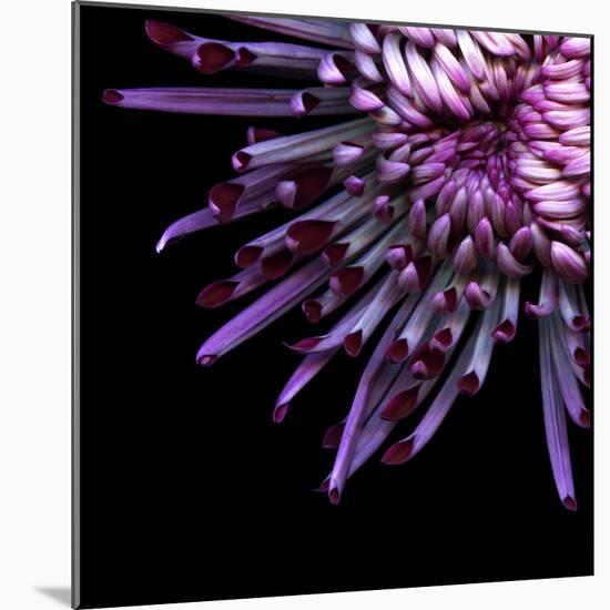 Spider Chrysanthemum-Magda Indigo-Mounted Photographic Print