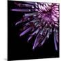 Spider Chrysanthemum-Magda Indigo-Mounted Photographic Print