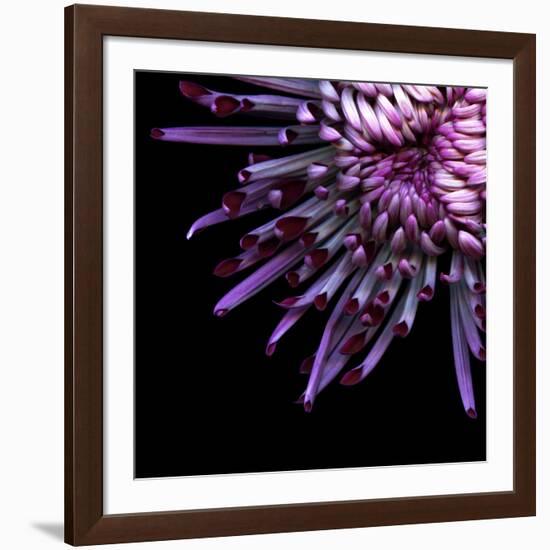 Spider Chrysanthemum-Magda Indigo-Framed Photographic Print