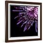 Spider Chrysanthemum-Magda Indigo-Framed Photographic Print
