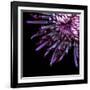 Spider Chrysanthemum-Magda Indigo-Framed Photographic Print