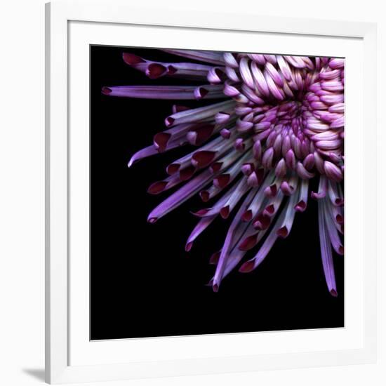 Spider Chrysanthemum-Magda Indigo-Framed Photographic Print