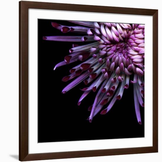 Spider Chrysanthemum-Magda Indigo-Framed Photographic Print