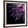 Spider Chrysanthemum-Magda Indigo-Framed Photographic Print