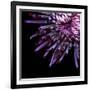 Spider Chrysanthemum-Magda Indigo-Framed Photographic Print