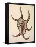 Spider Conch Shell-G.b. Sowerby-Framed Stretched Canvas