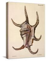 Spider Conch Shell-G.b. Sowerby-Stretched Canvas