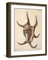 Spider Conch Shell-G.b. Sowerby-Framed Giclee Print