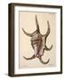 Spider Conch Shell-G.b. Sowerby-Framed Giclee Print