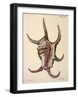 Spider Conch Shell-G.b. Sowerby-Framed Giclee Print