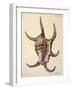 Spider Conch Shell-G.b. Sowerby-Framed Giclee Print