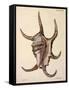 Spider Conch Shell-G.b. Sowerby-Framed Stretched Canvas
