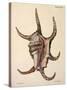Spider Conch Shell-G.b. Sowerby-Stretched Canvas