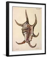 Spider Conch Shell-G.b. Sowerby-Framed Giclee Print