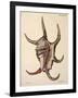 Spider Conch Shell-G.b. Sowerby-Framed Giclee Print