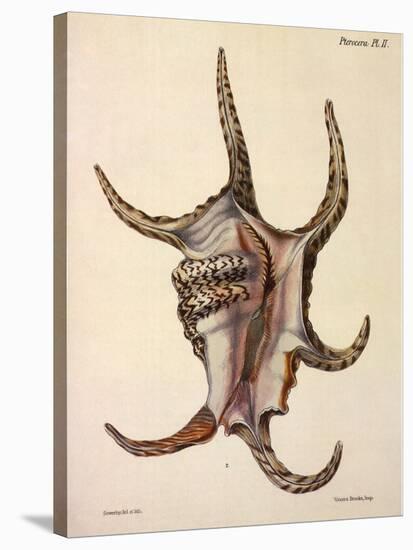 Spider Conch Shell-G.b. Sowerby-Stretched Canvas