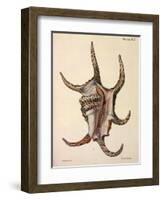 Spider Conch Shell-G.b. Sowerby-Framed Giclee Print