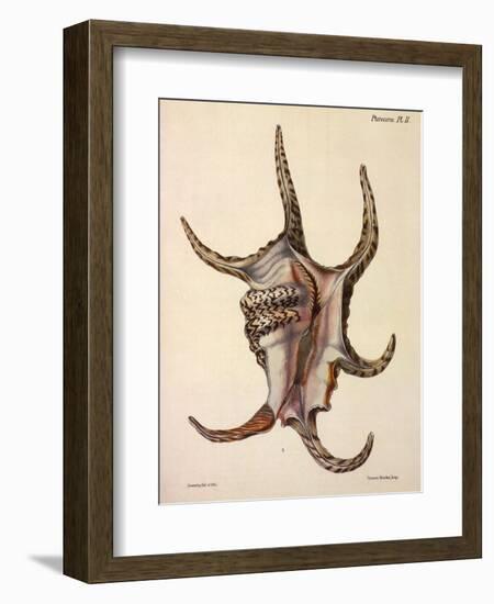 Spider Conch Shell-G.b. Sowerby-Framed Giclee Print