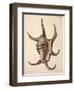 Spider Conch Shell-G.b. Sowerby-Framed Giclee Print