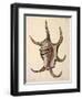 Spider Conch Shell-G.b. Sowerby-Framed Giclee Print