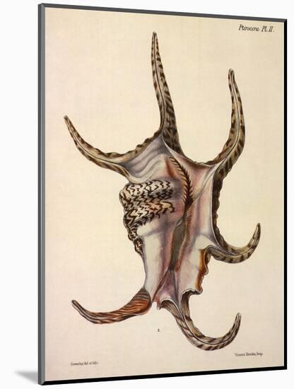 Spider Conch Shell-G.b. Sowerby-Mounted Giclee Print