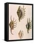 Spider-Conch Shells-G Perry-Framed Stretched Canvas